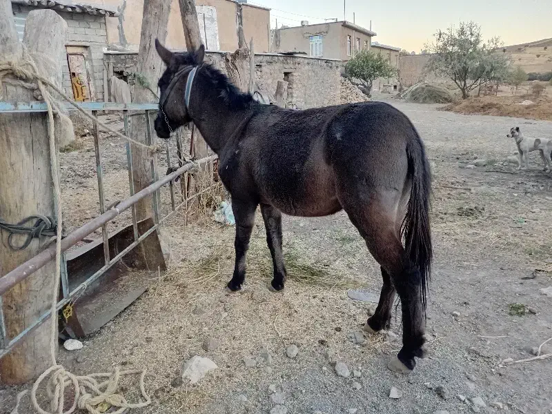 قاطر کاری باری ۶سال|حیوانات مزرعه|کامیاران, |دیوار