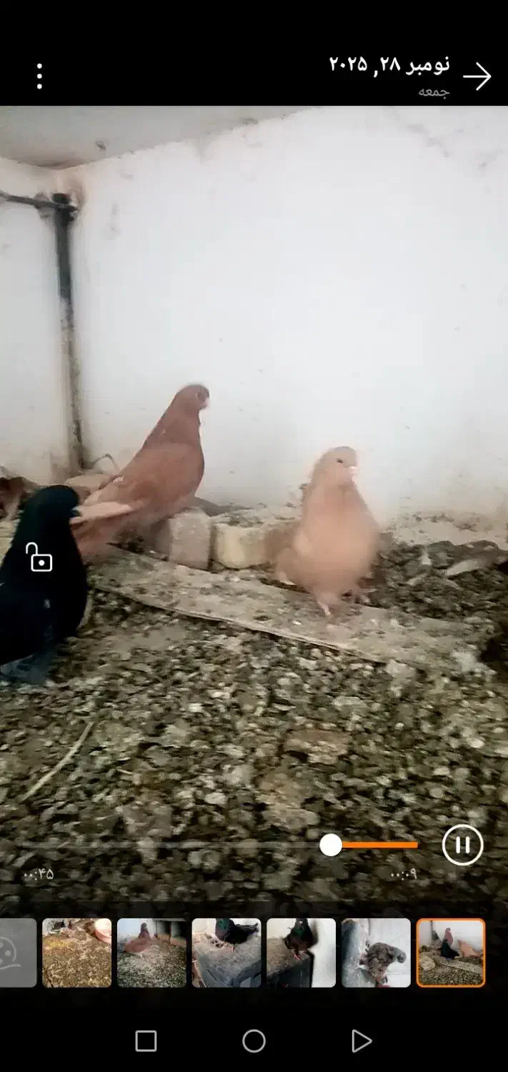 کبوتر رنگی|پرنده|ابهر, |دیوار