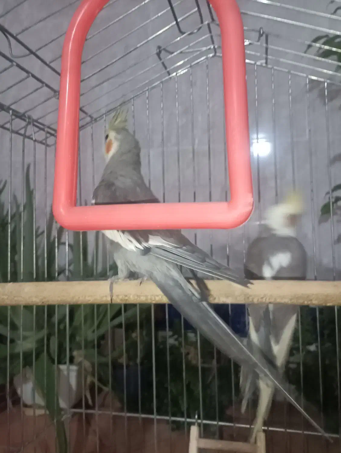 عروس هلندی|پرنده|خرمآباد, |دیوار