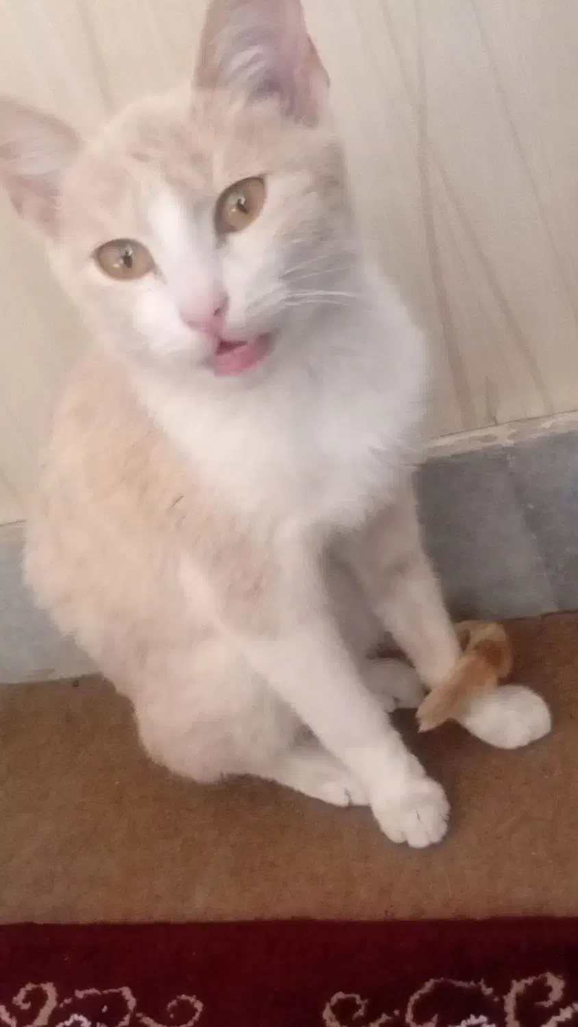 گمشده|گربه|مشهد, چهنو|دیوار