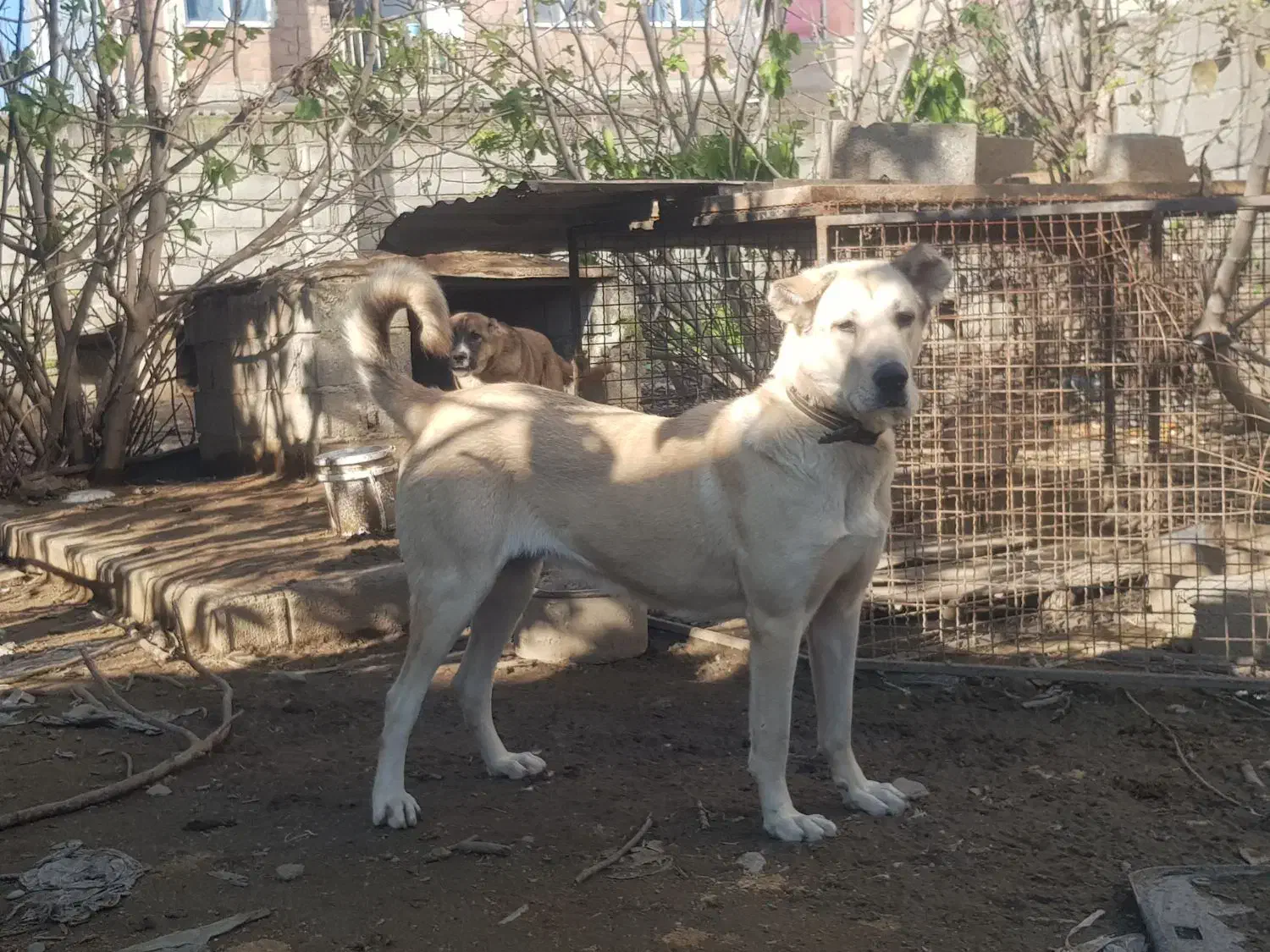 ماده سرابی ۱۱ماهه|سگ|آمل, |دیوار