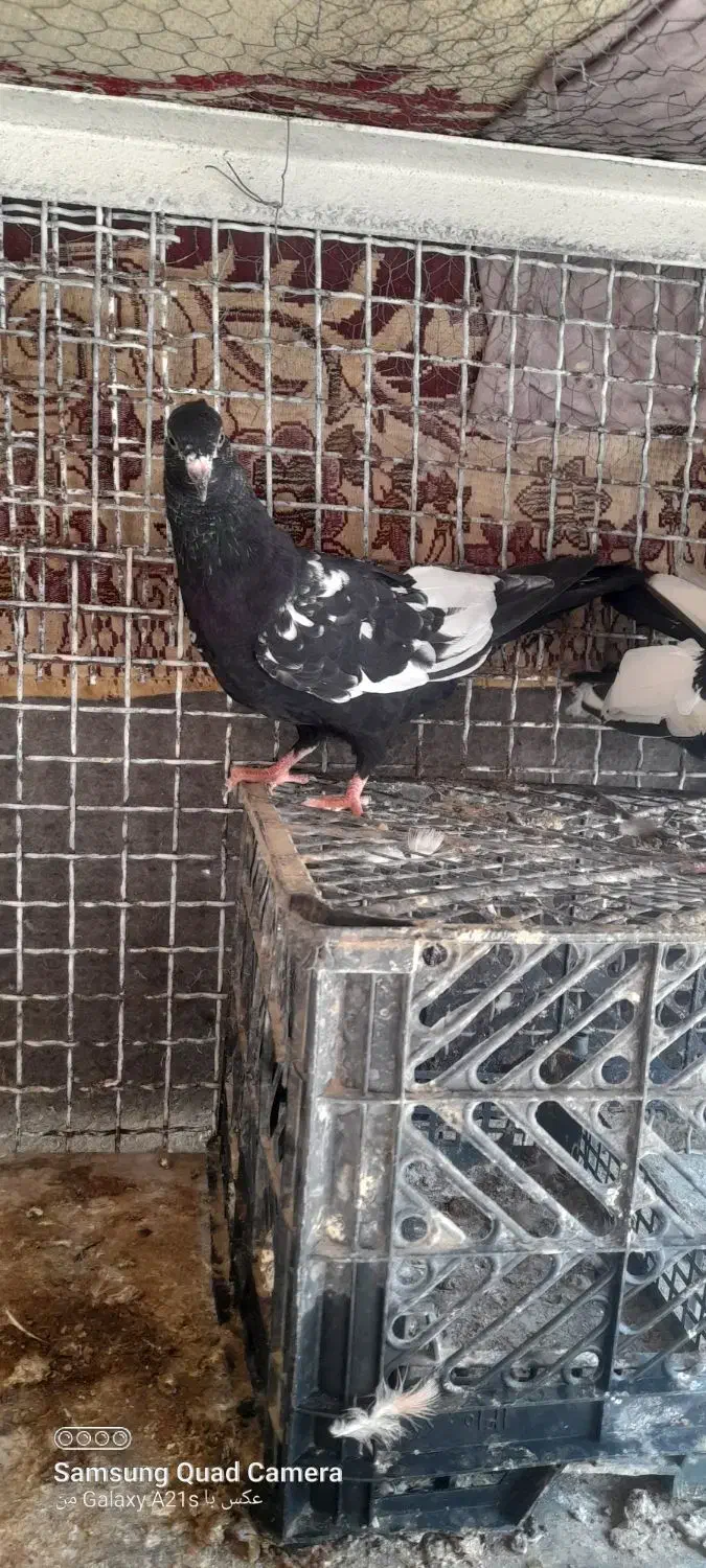 جفت سینه ای با ی جوجه|پرنده|کارون, |دیوار