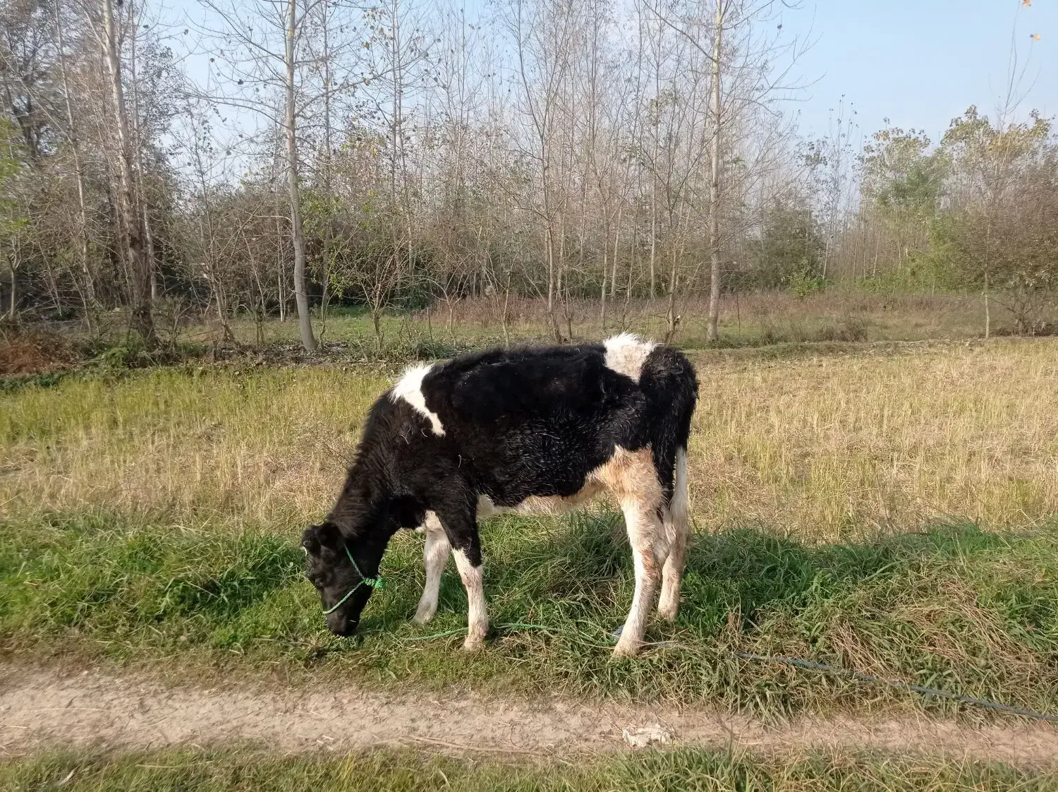 تلیسه هولشتای10 ماهه|حیوانات مزرعه|گوراب زرمیخ, |دیوار