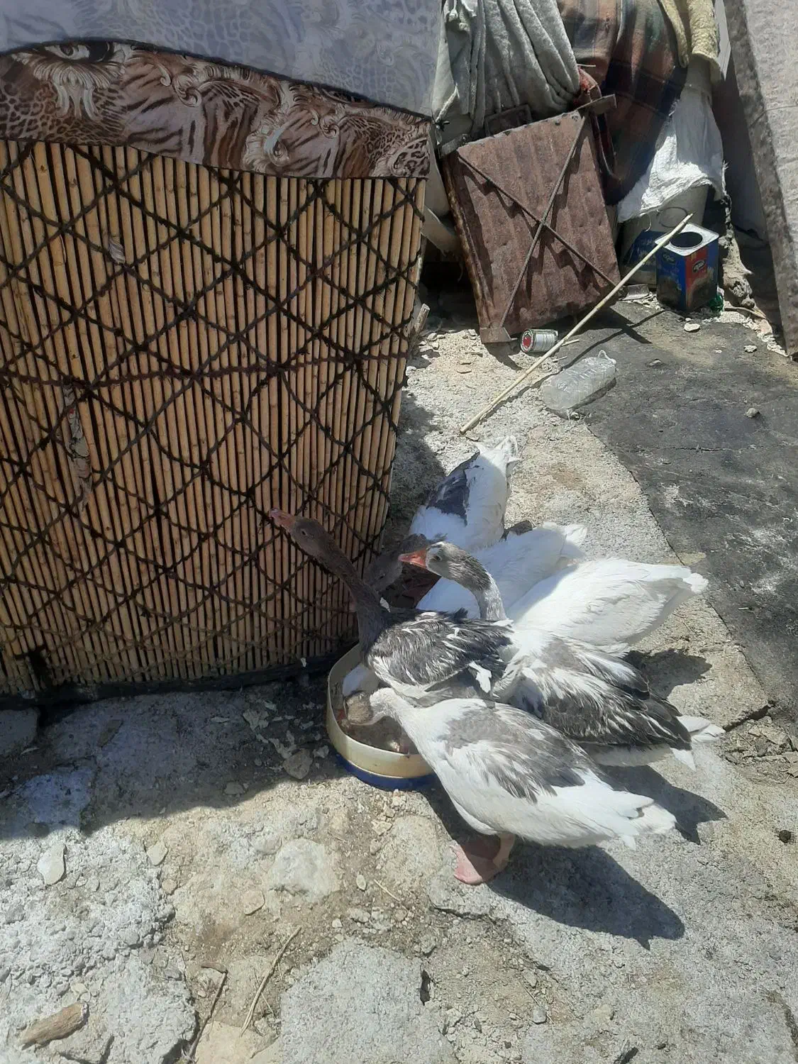 حیوانات خانگی|حیوانات مزرعه|آبدانان, |دیوار