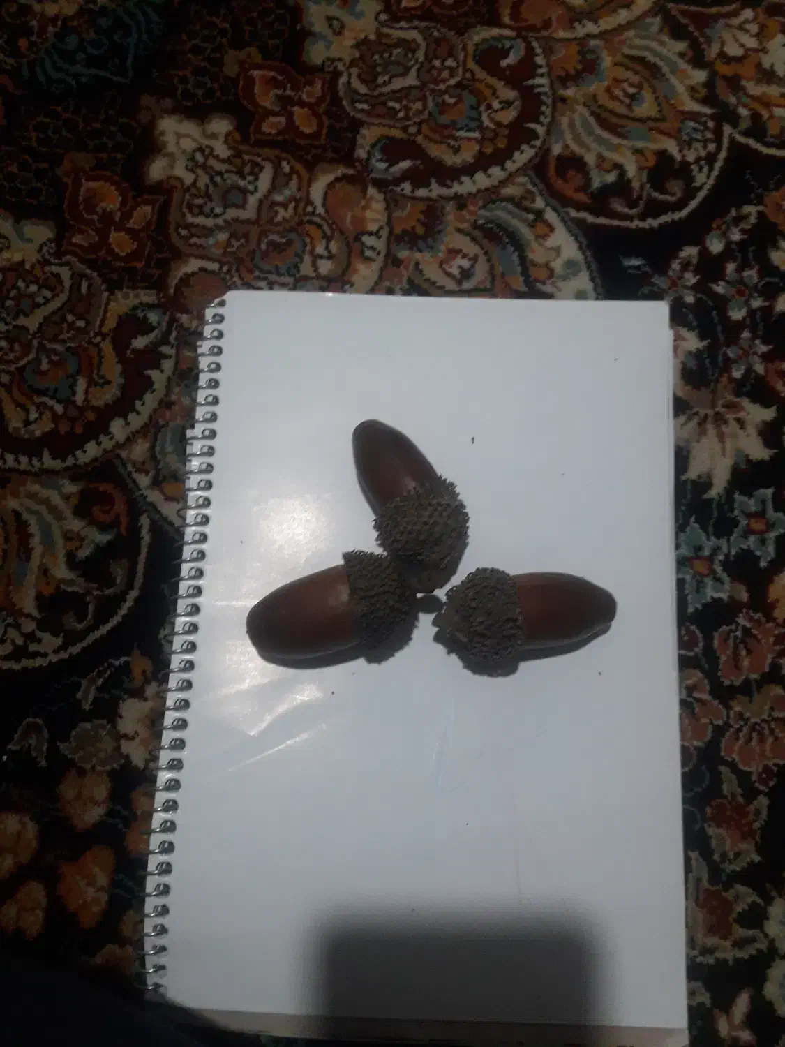 فروش بلوط تزیینی|صنایع دستی و سایر لوازم تزئینی|بندر گز, |دیوار