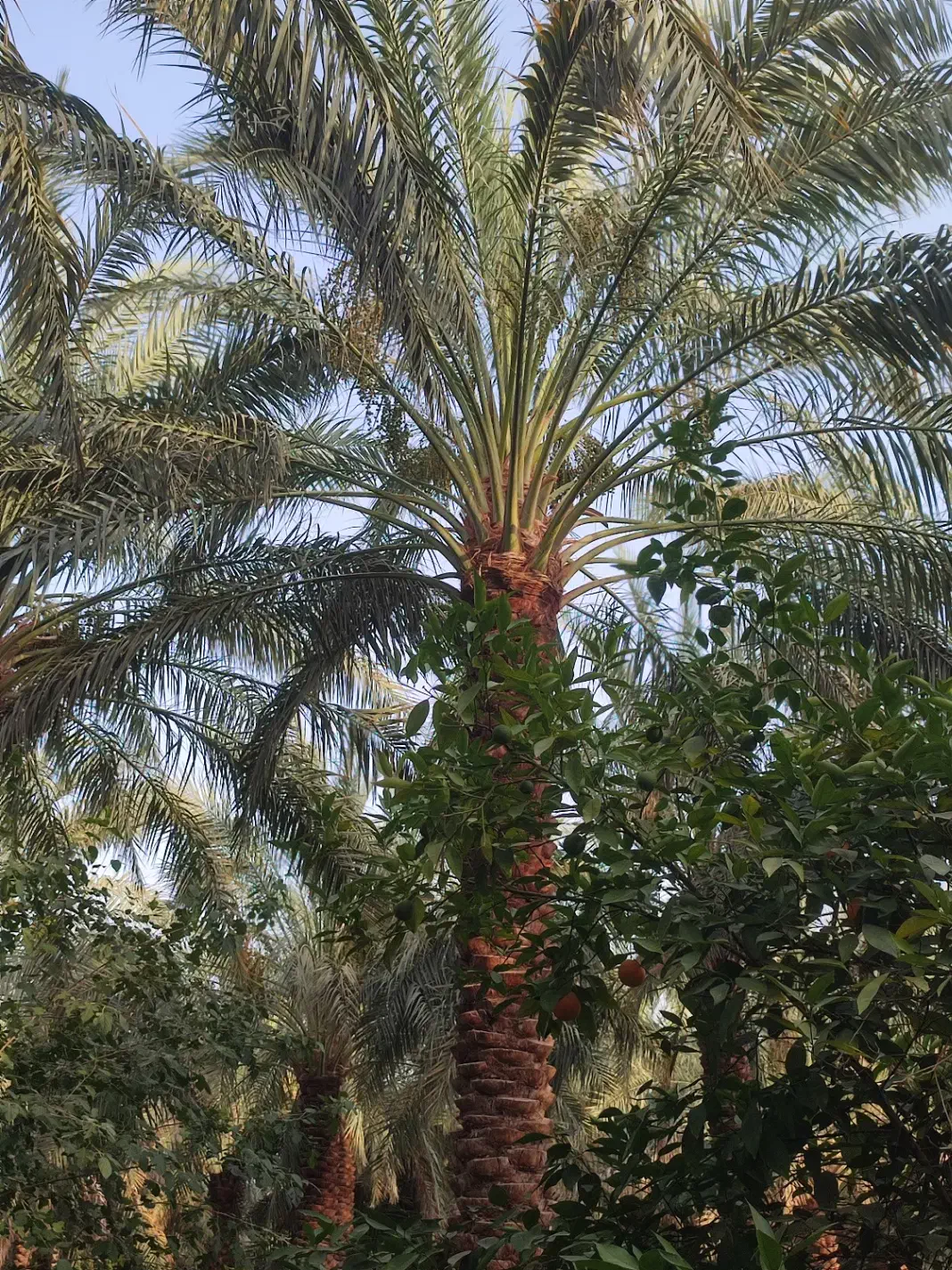 خرما کده ۱ تن موجود هست قیمت هم ۲۲ هزار تومان|عمده‌فروشی|بم, |دیوار