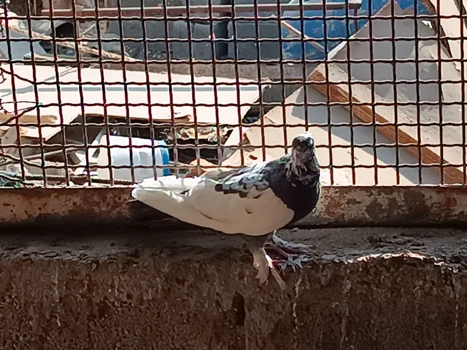 کبوتر طوقی|پرنده|وراوی, |دیوار