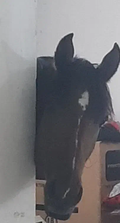 اسب|اسب و تجهیزات اسبسواری|بندر کنگان, |دیوار