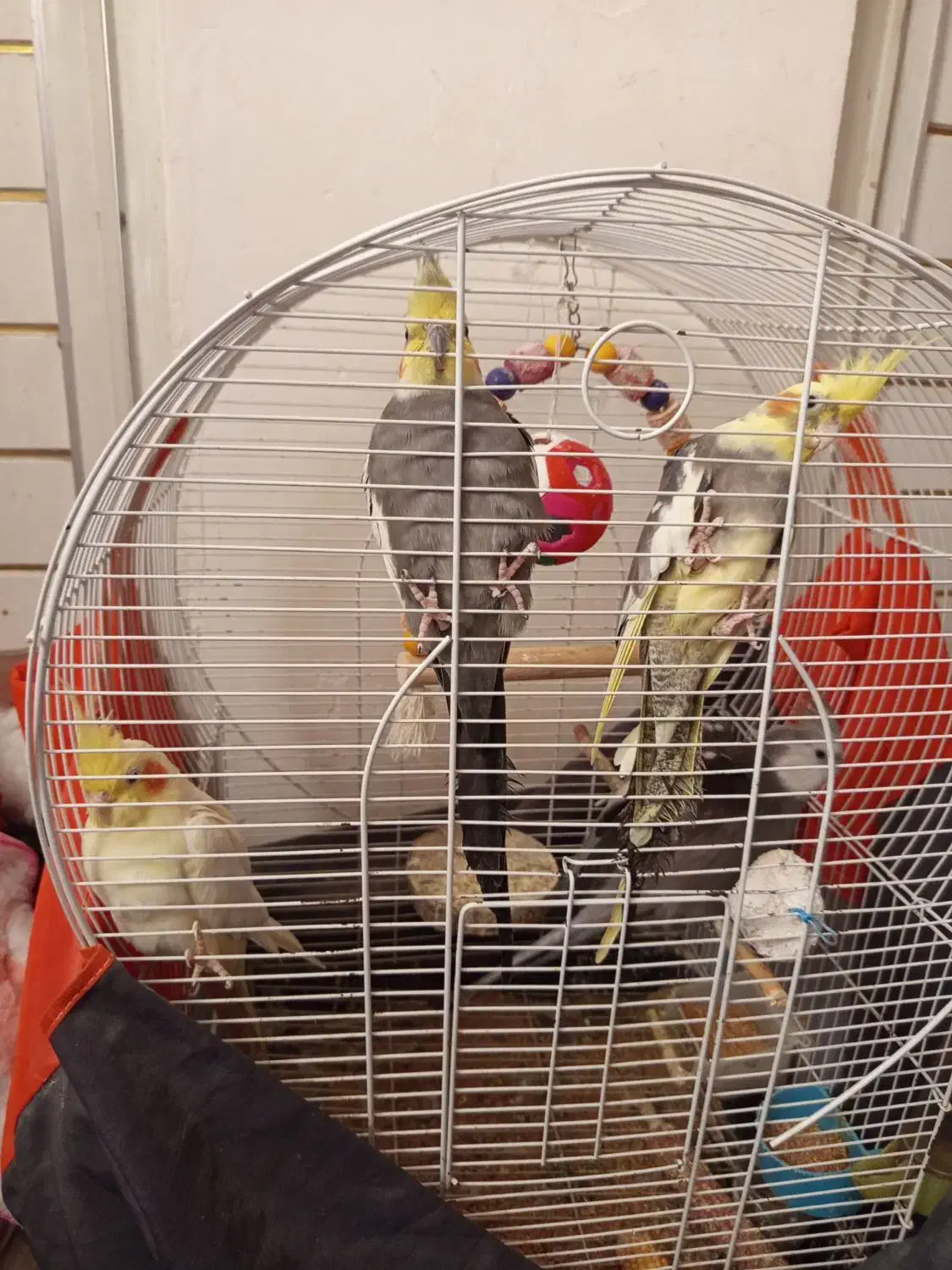 طوطی عروس هلندی جفت وایت فیس ابلق سینامون لوتینو|پرنده|رشت, سلیمانداراب|دیوار