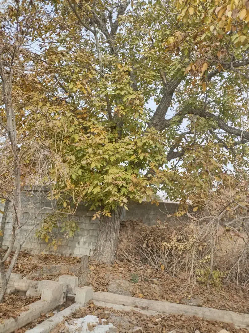 فروش چوب گردو|گل و گیاه طبیعی|سیدان, |دیوار