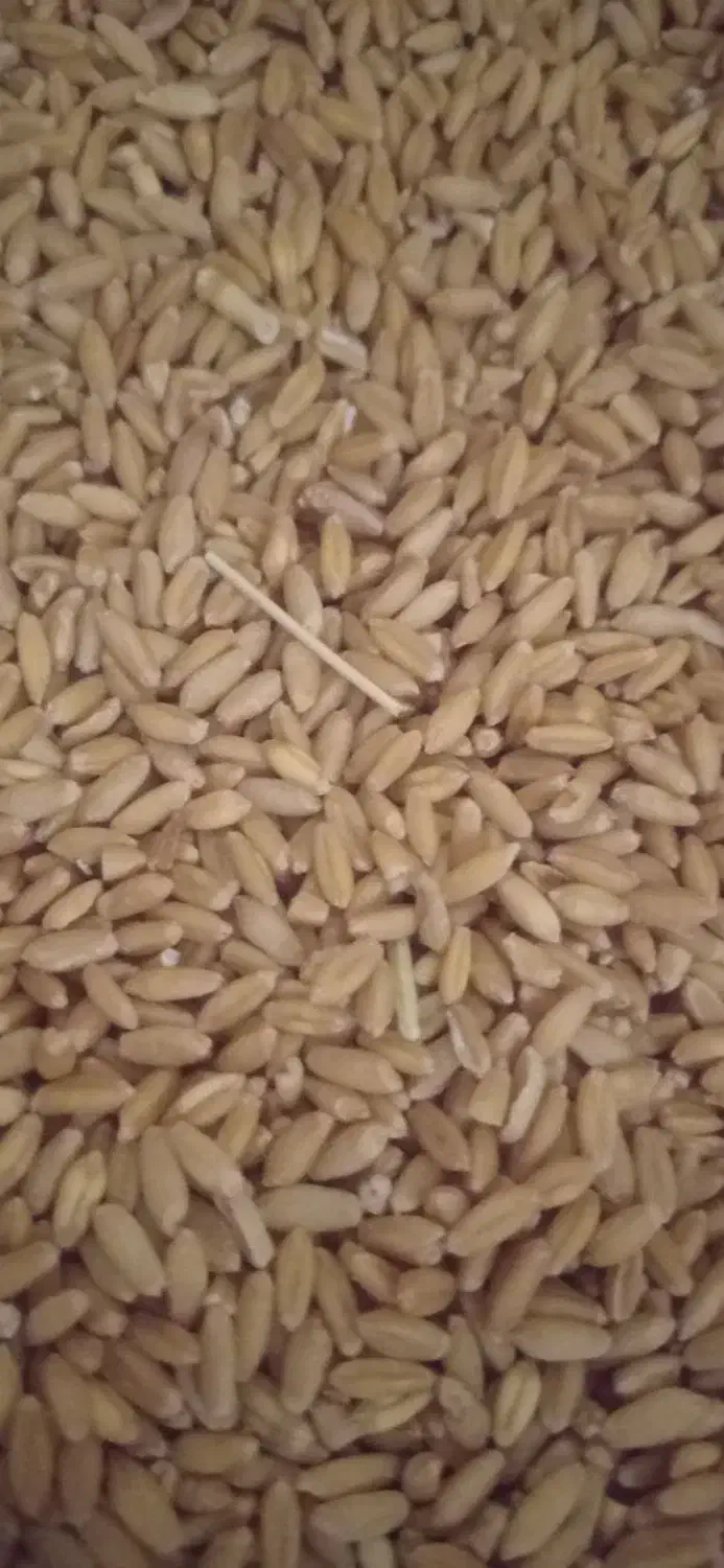 گندم .جو دیمی بذری درشت.|لوازم جانبی حیوانات|کبودرآهنگ, |دیوار