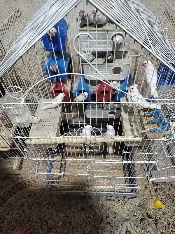 کبوتر|پرنده|مسجد سلیمان, |دیوار