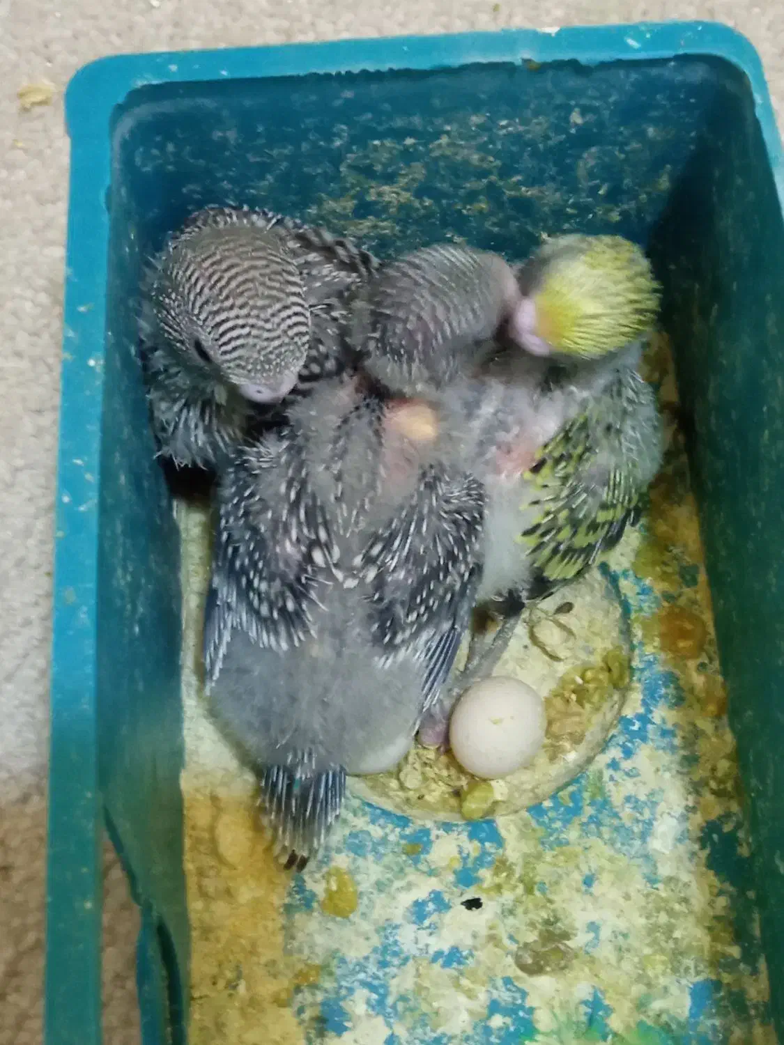 مرغ عشق|پرنده|چهاردانگه (تهران), |دیوار