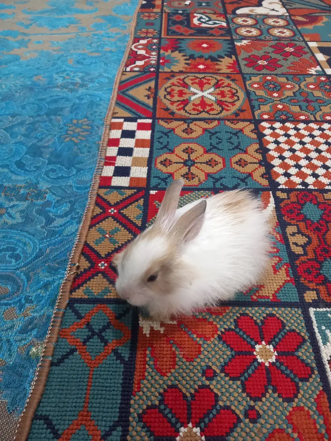 خرگوش ناز و بازیگوش بفروش میرسد|موش و خرگوش|سبزوار, قصبه شرقی|دیوار