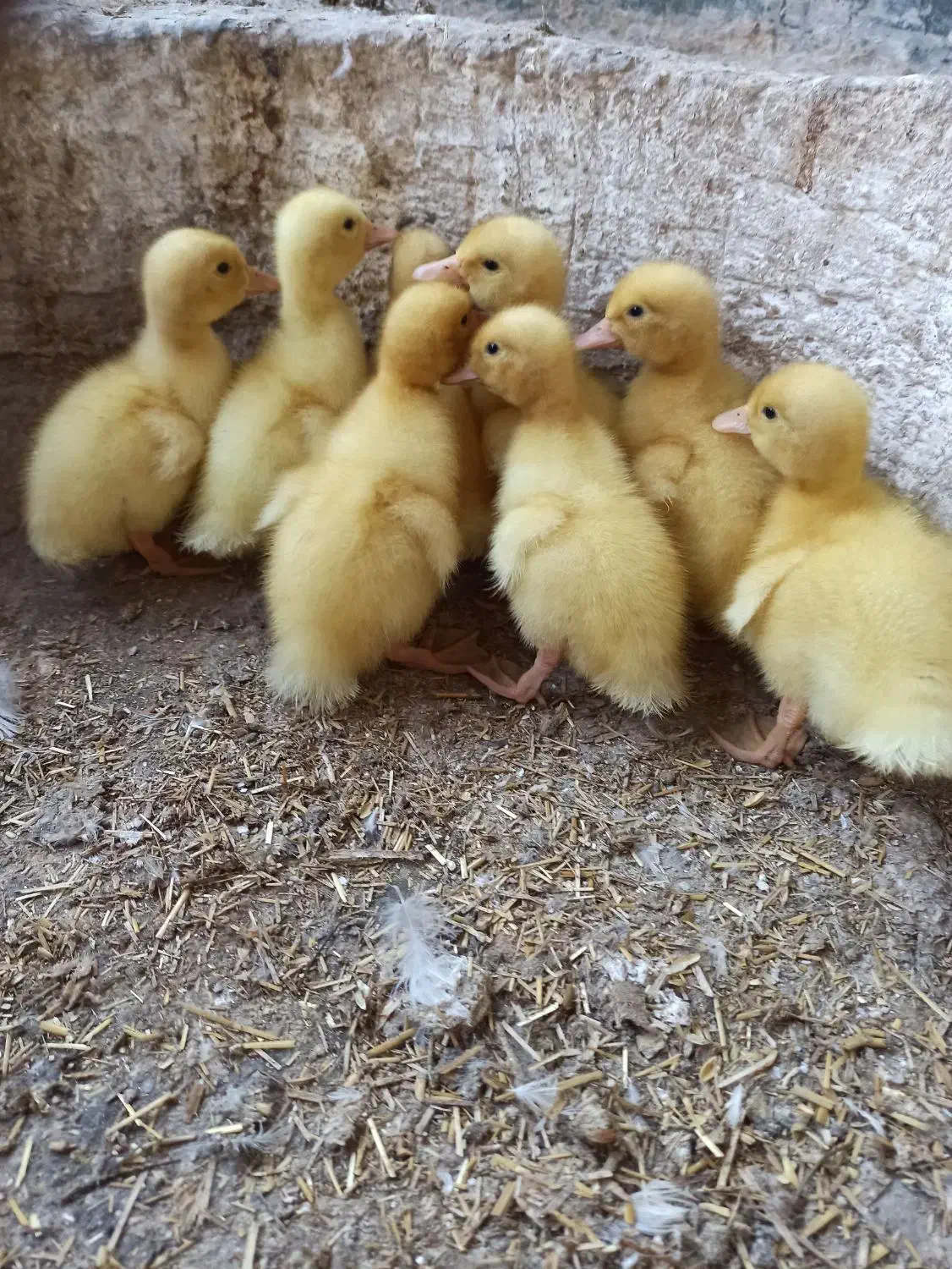 تخم نطفه دار اردک|حیوانات مزرعه|مشهد, ویلاشهر|دیوار