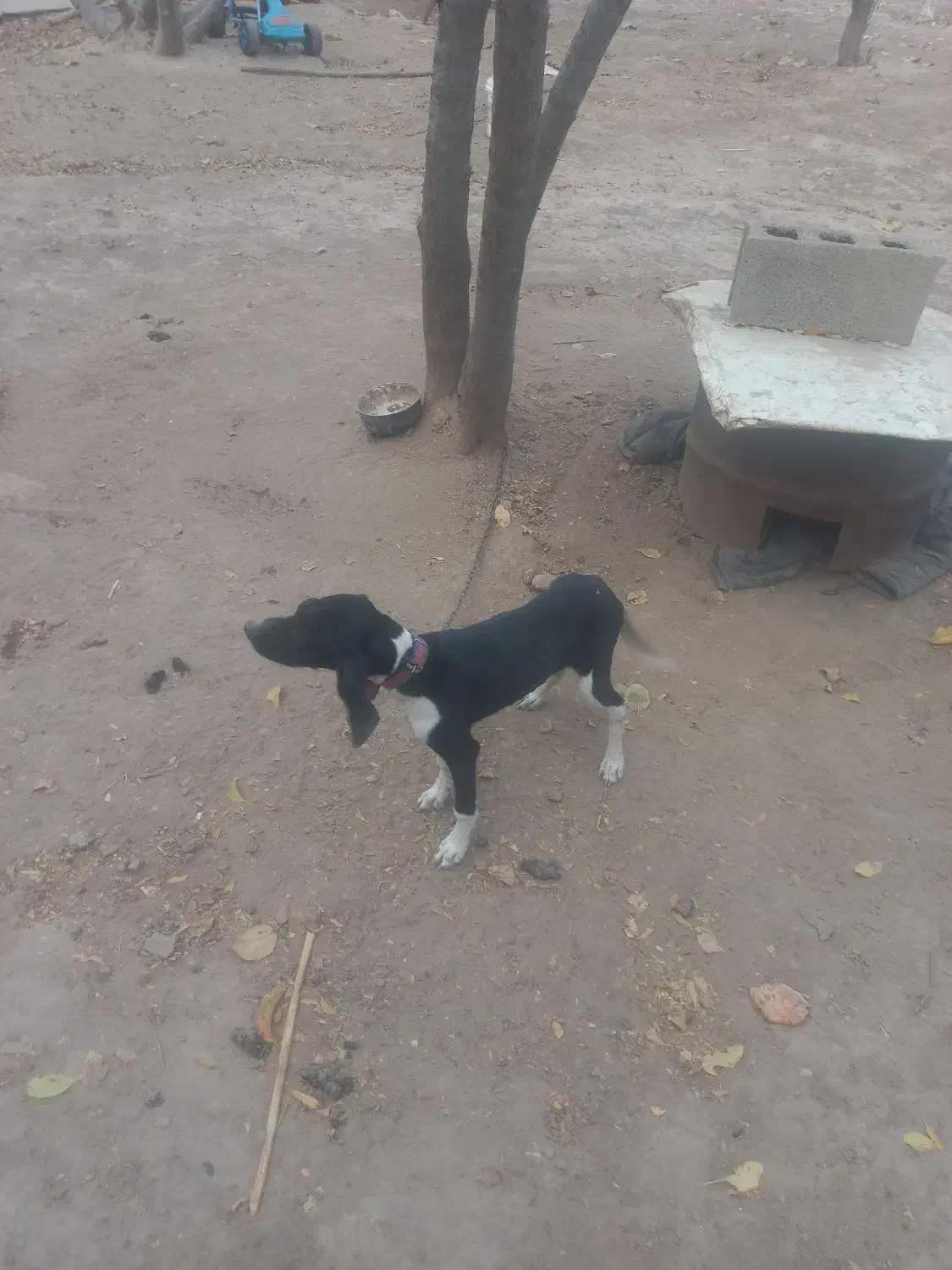 توله میکس|سگ|گلی داغ, |دیوار