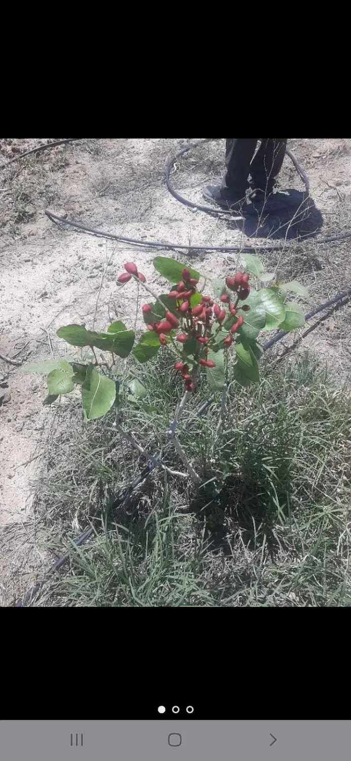 باغ به متراژ۷۵۰متر|فروش زمین و ملک کلنگی|شبستر, |دیوار