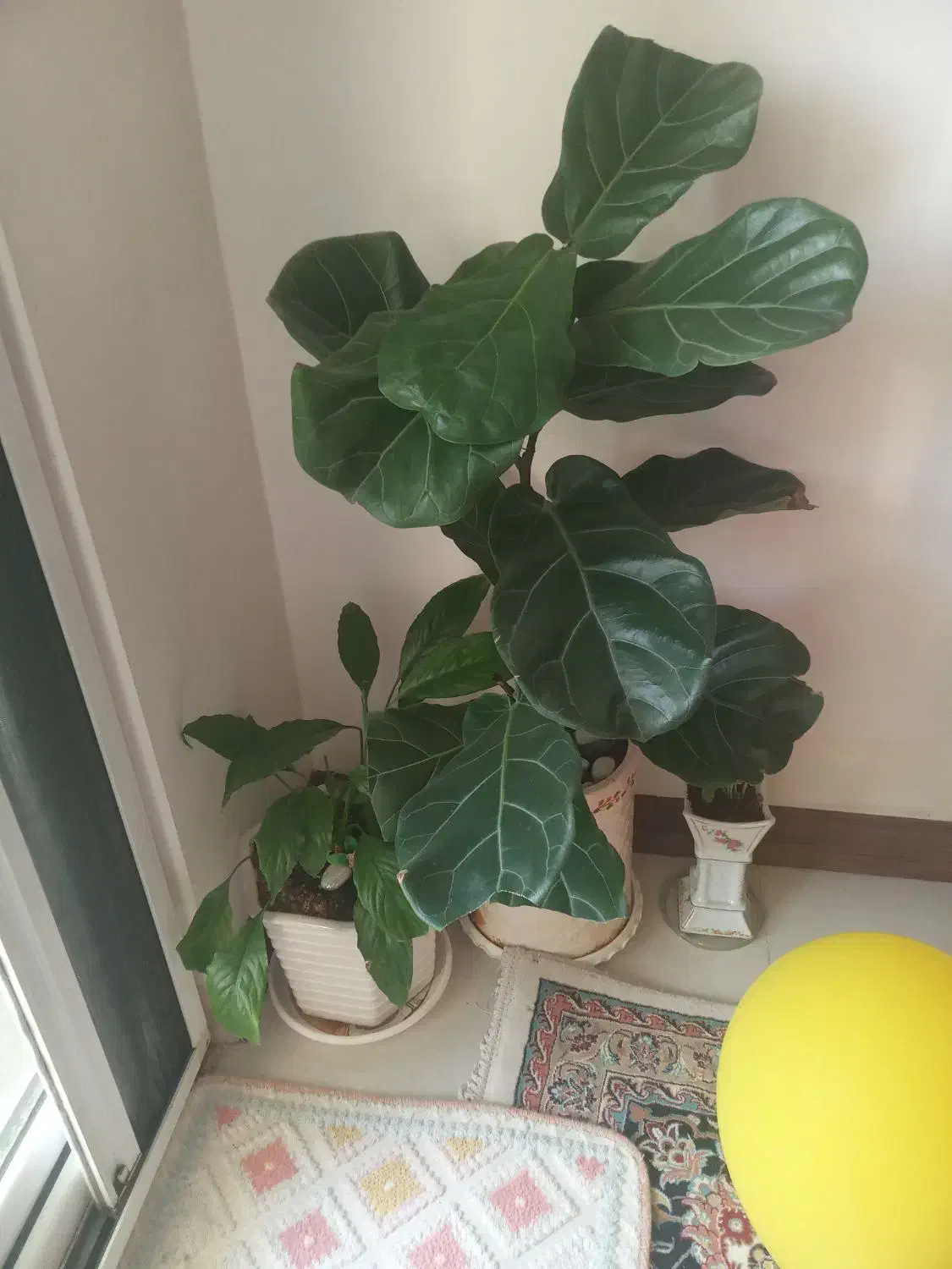 فروش فوری کل گل وگلدانها فقط ۲ملیون|گل و گیاه طبیعی|شریف‌آباد, |دیوار