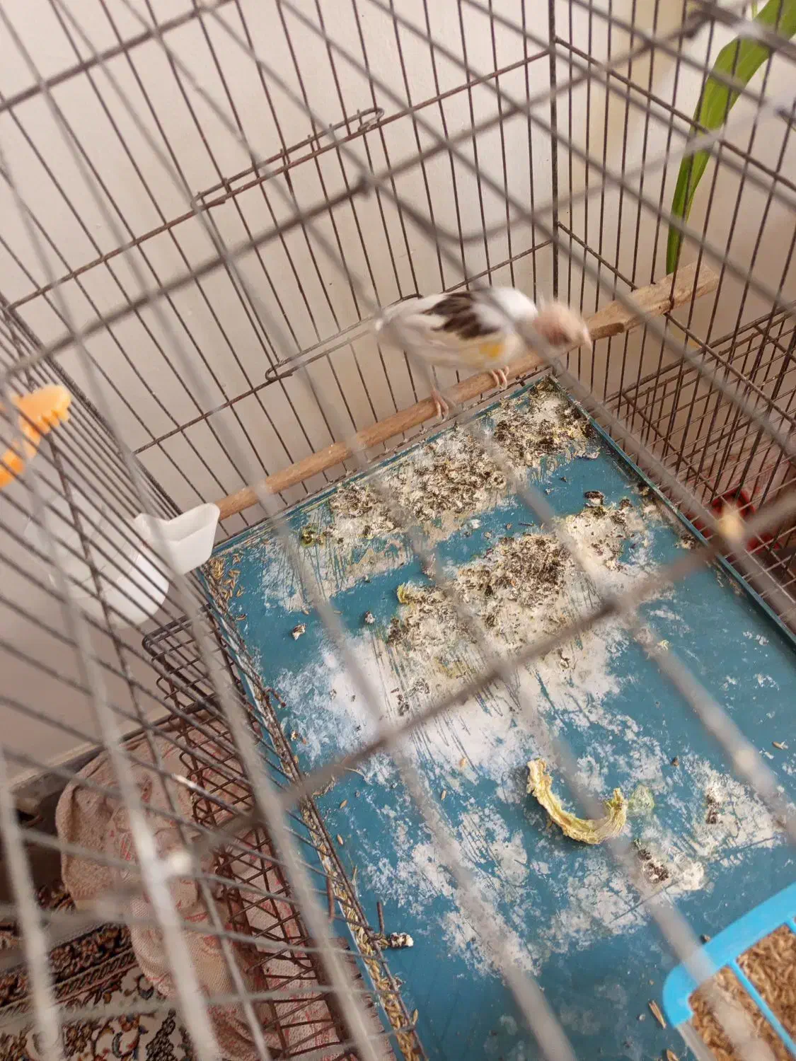 قناری جفتی سهره|پرنده|پاکدشت, پاکدشت (مامازند)|دیوار