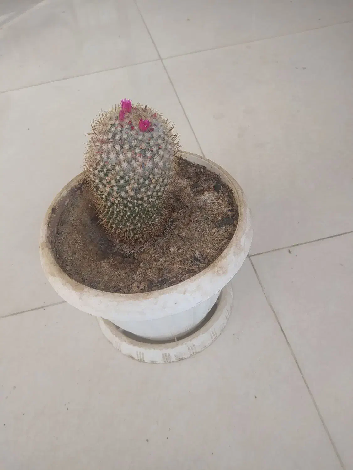 گل طبیعی وکاکتوس|گل و گیاه طبیعی|اهر, |دیوار