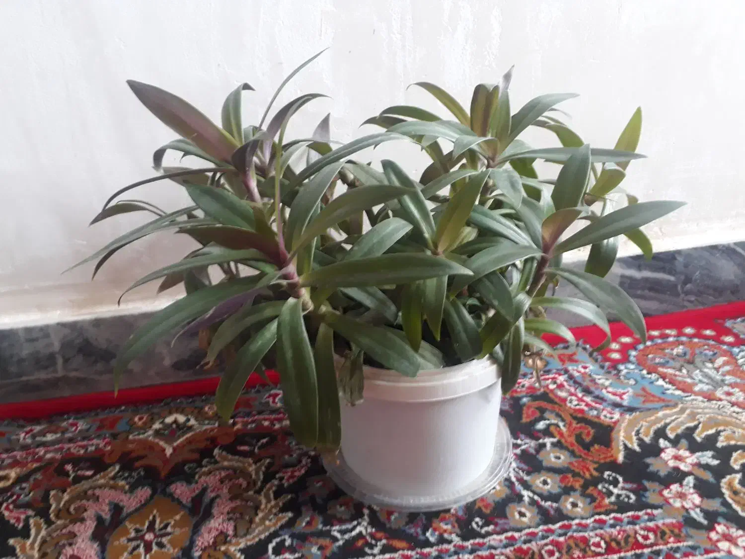 سرکه سیب|کلکسیون و سرگرمی|الشتر, |دیوار