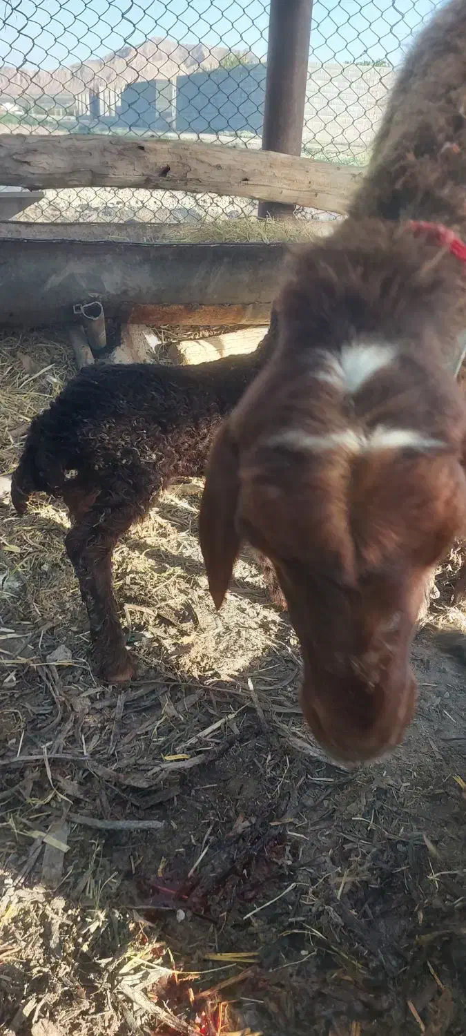 بره|حیوانات مزرعه|اصفهان, ارغوانیه|دیوار