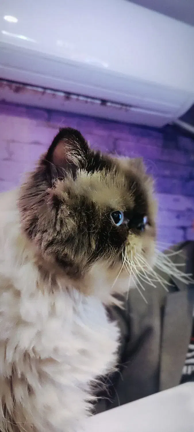 واگذاری گربه پرشین هیمالین|گربه|تربتحیدریه, فرمانداری|دیوار