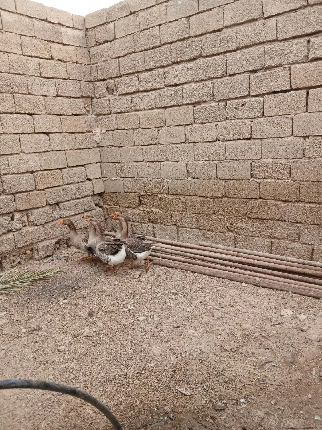 شادگان|حیوانات مزرعه|شادگان, |دیوار