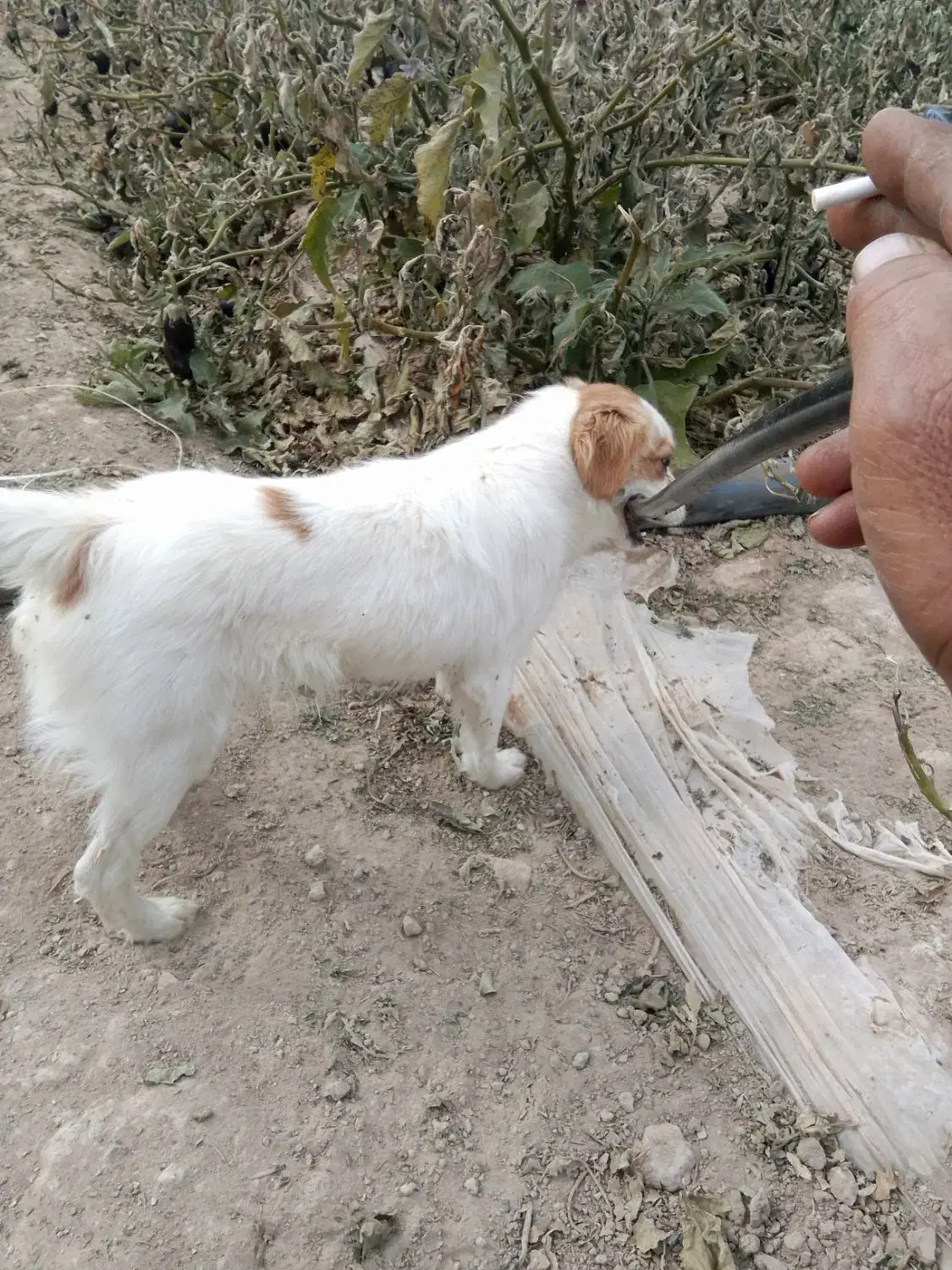 سگ پاپی تزیینی|سگ|فسا, |دیوار