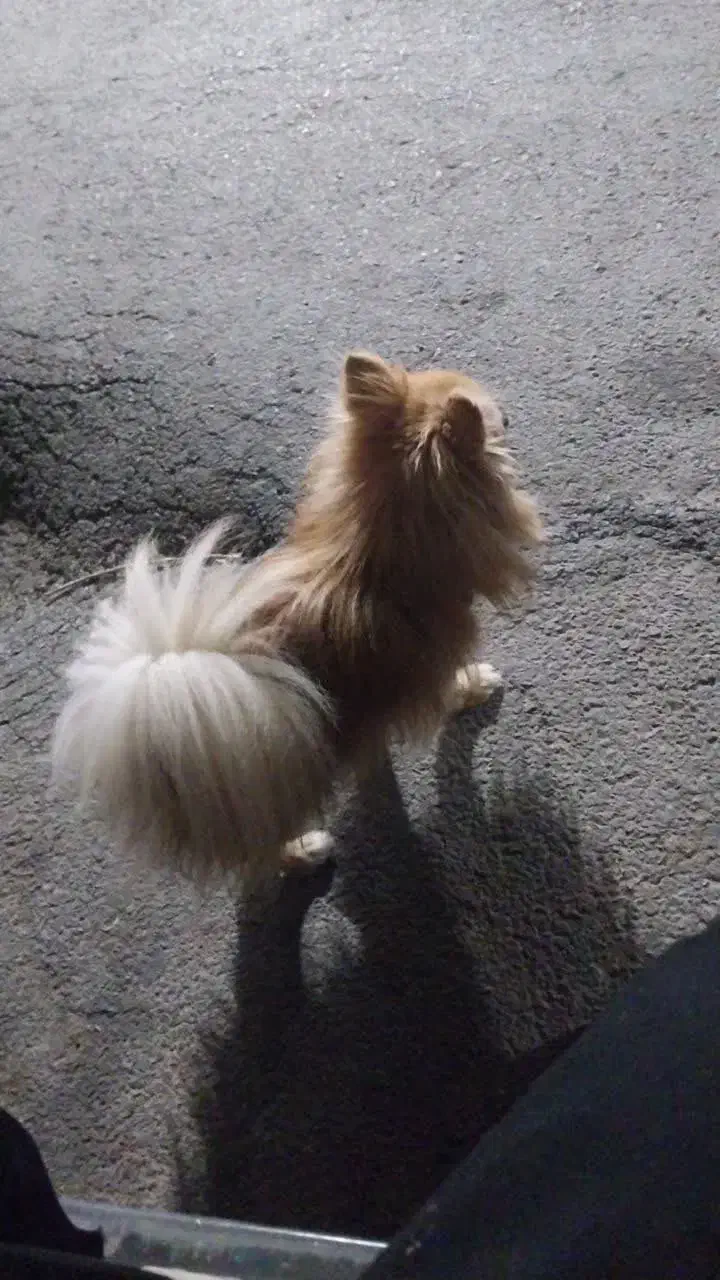 سگ پامر|سگ|اصفهان, خرم|دیوار