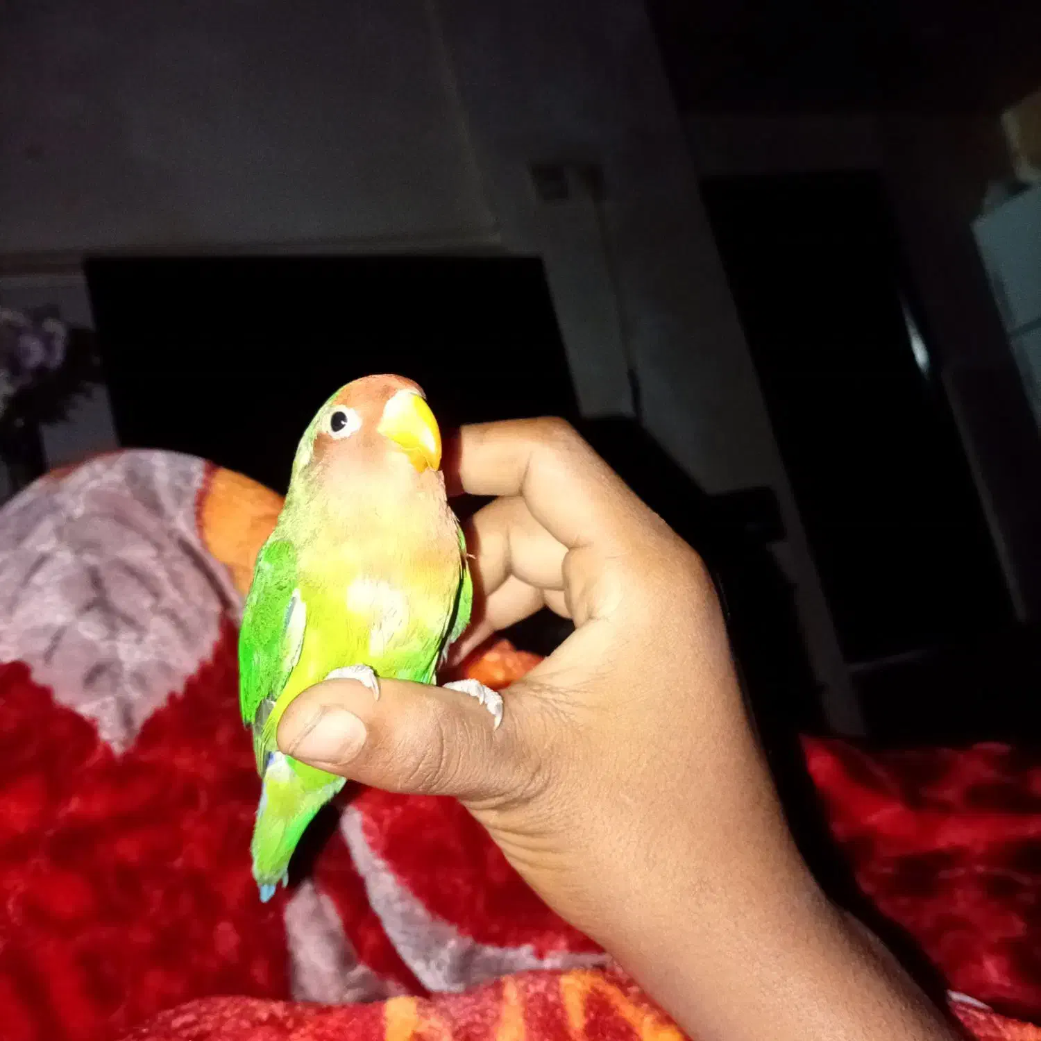 طوطی برزیلی|پرنده|بندر ماهشهر, |دیوار