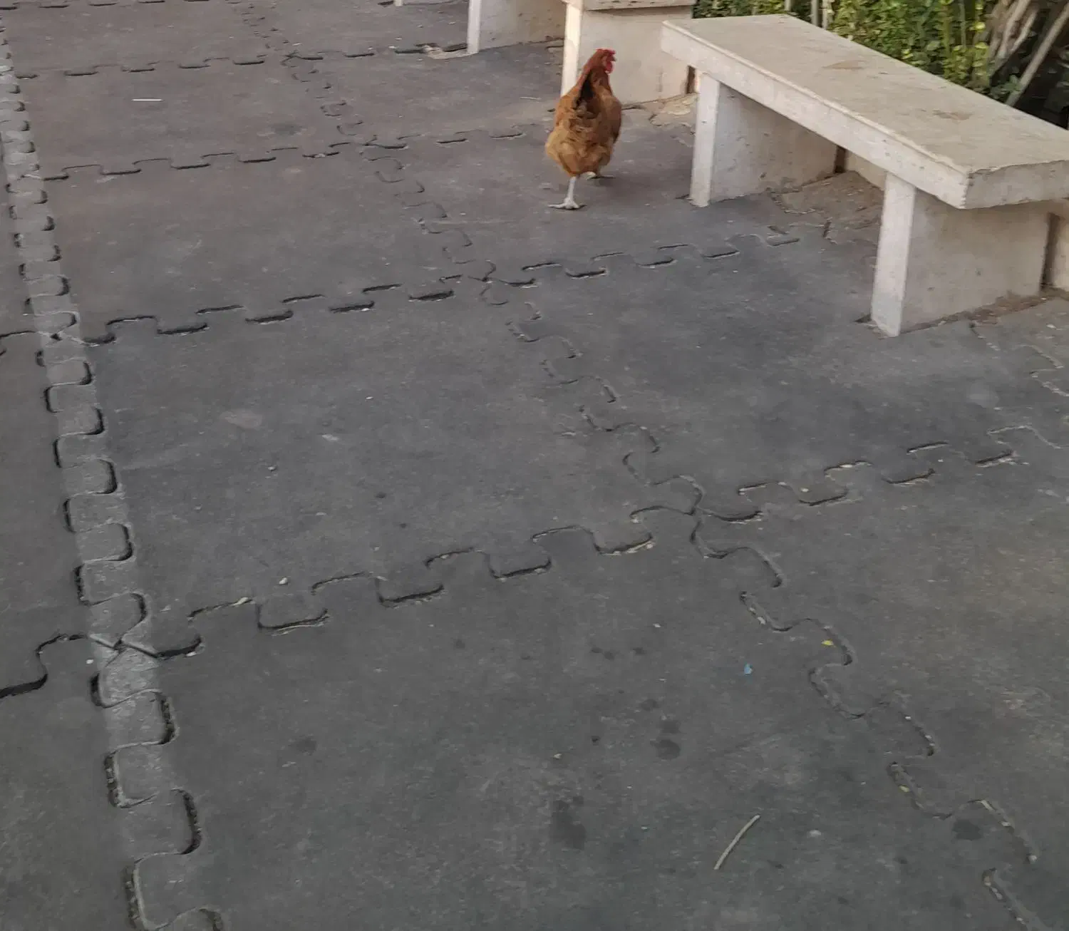 مرغ تخم گذار رسمی|حیوانات مزرعه|قم, بنیاد|دیوار