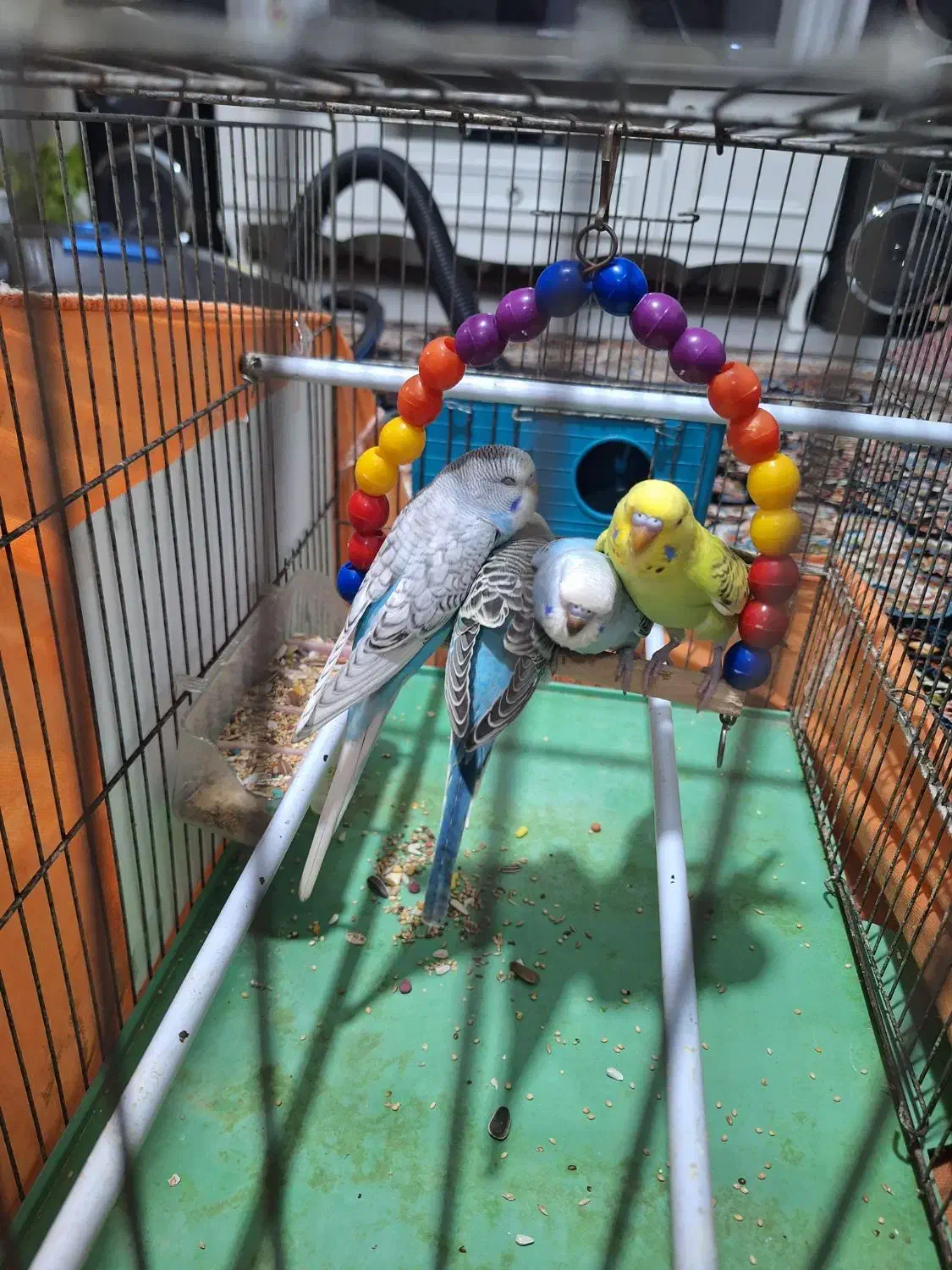 مرغ عشق|پرنده|ماهدشت, |دیوار