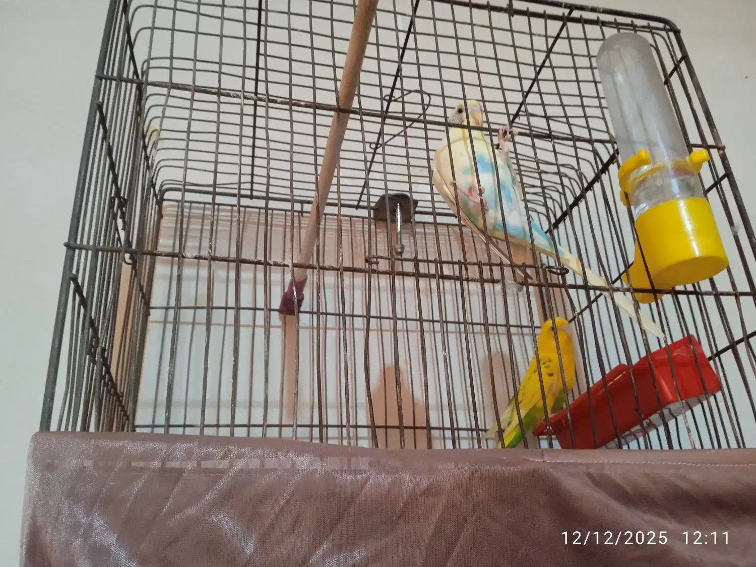 مرغ عشق|پرنده|قیامدشت - خاورشهر, |دیوار