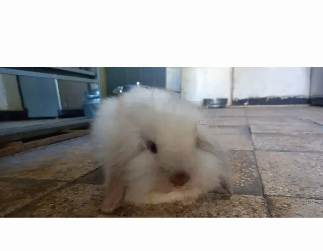 خرگوش لپ ترکیش|موش و خرگوش|کرمان, |دیوار