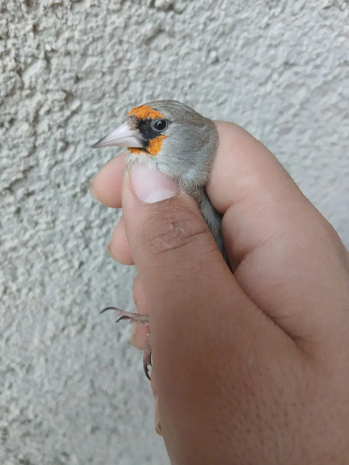 سهره قلدر|پرنده|بجنورد, |دیوار