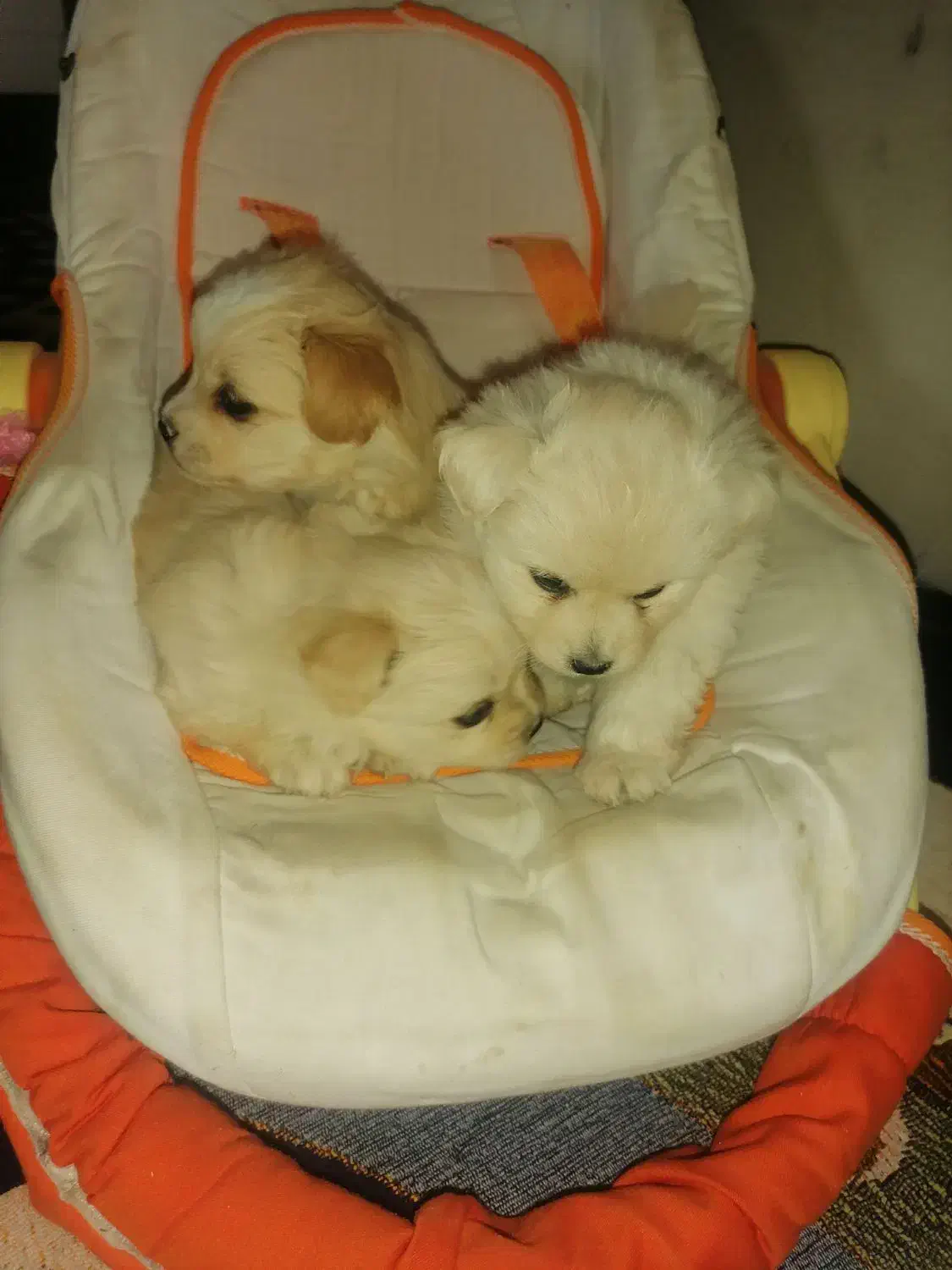 توله نژاد دار اشپیتز|سگ|جیرفت, |دیوار