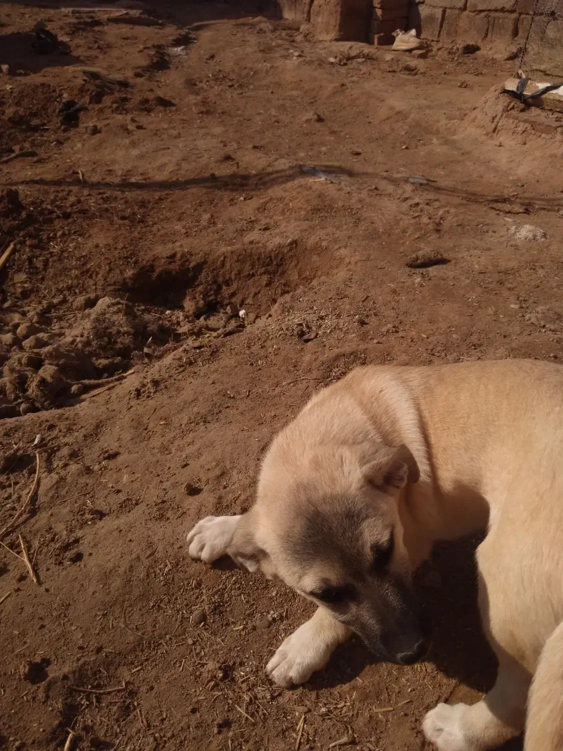 سگ پا کوتاه|سگ|تربت جام, میان جام|دیوار