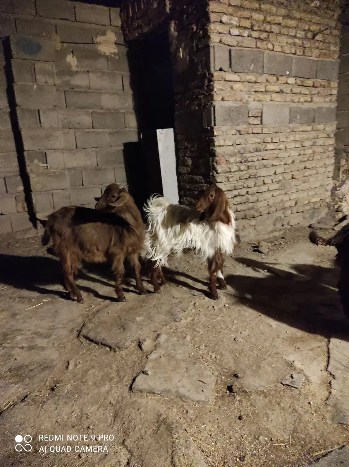 برغاله نر و ماده|حیوانات مزرعه|هریس, |دیوار