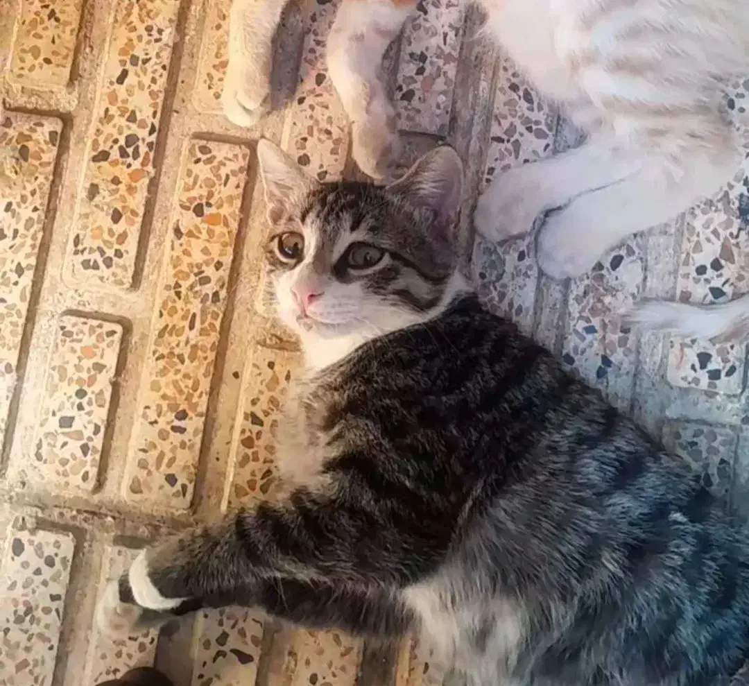 گربه ی گمشده|حیوانات|تبریز, |دیوار