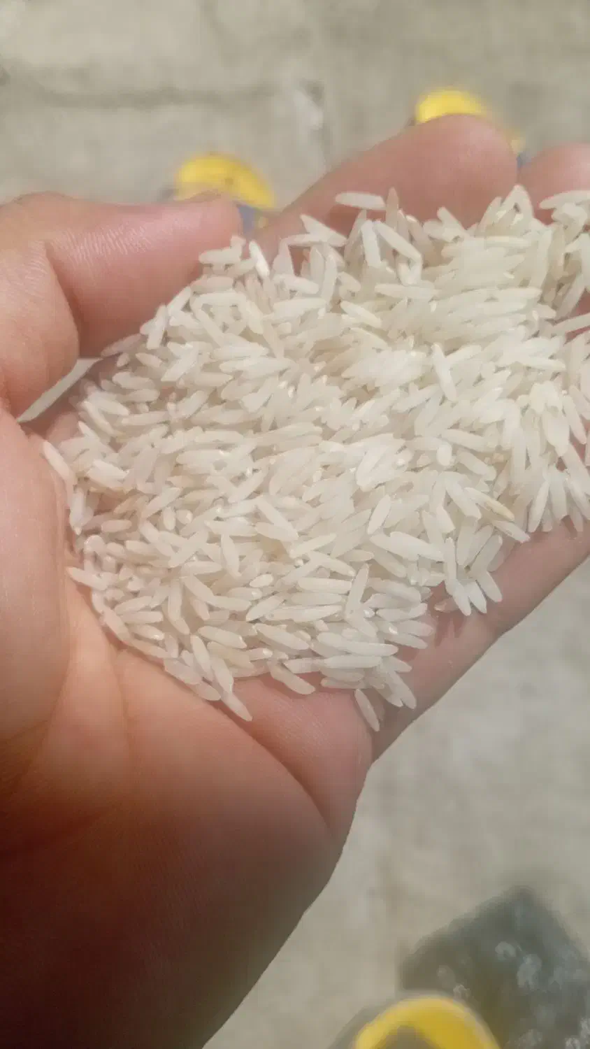 ۴۷۰ کیلوبرنج آنام سورتینگ شده|خوردنی و آشامیدنی|لاهیجان, خالو باغ|دیوار