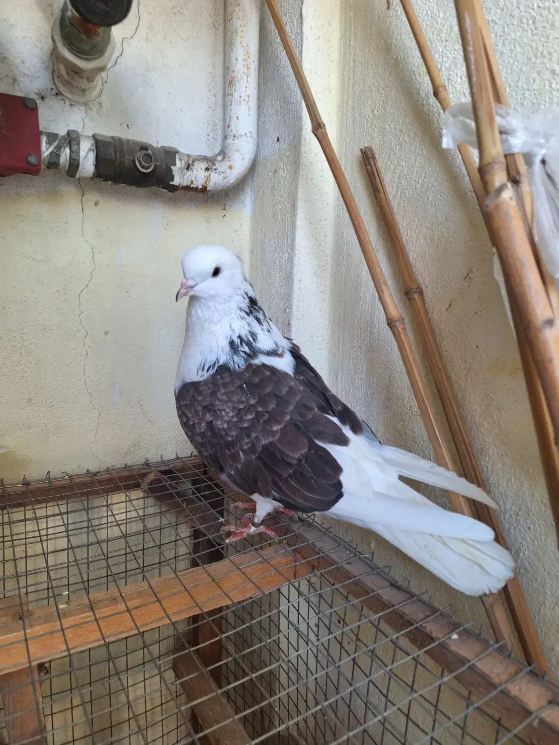 کبوتر نر شمرون|پرنده|رشت, کوی مهر|دیوار