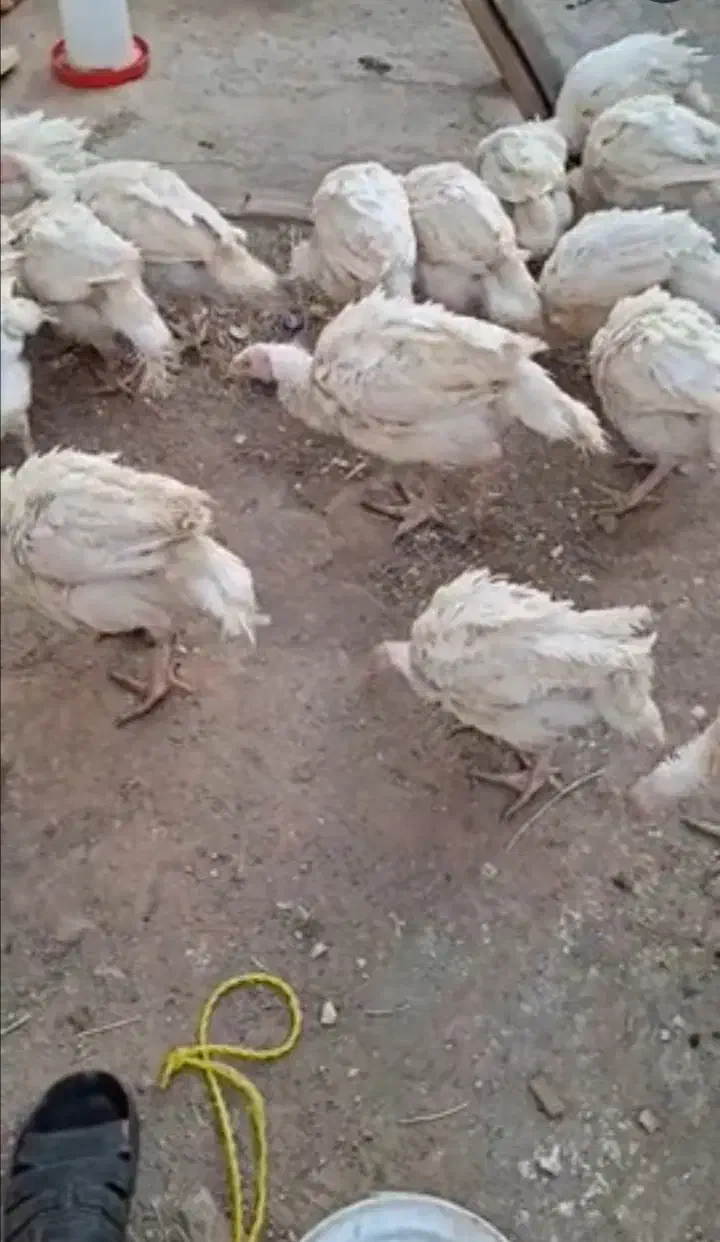 مرغو خروس وبوقلمون بیوتی 6 فوق سنگین|حیوانات مزرعه|الوند, |دیوار