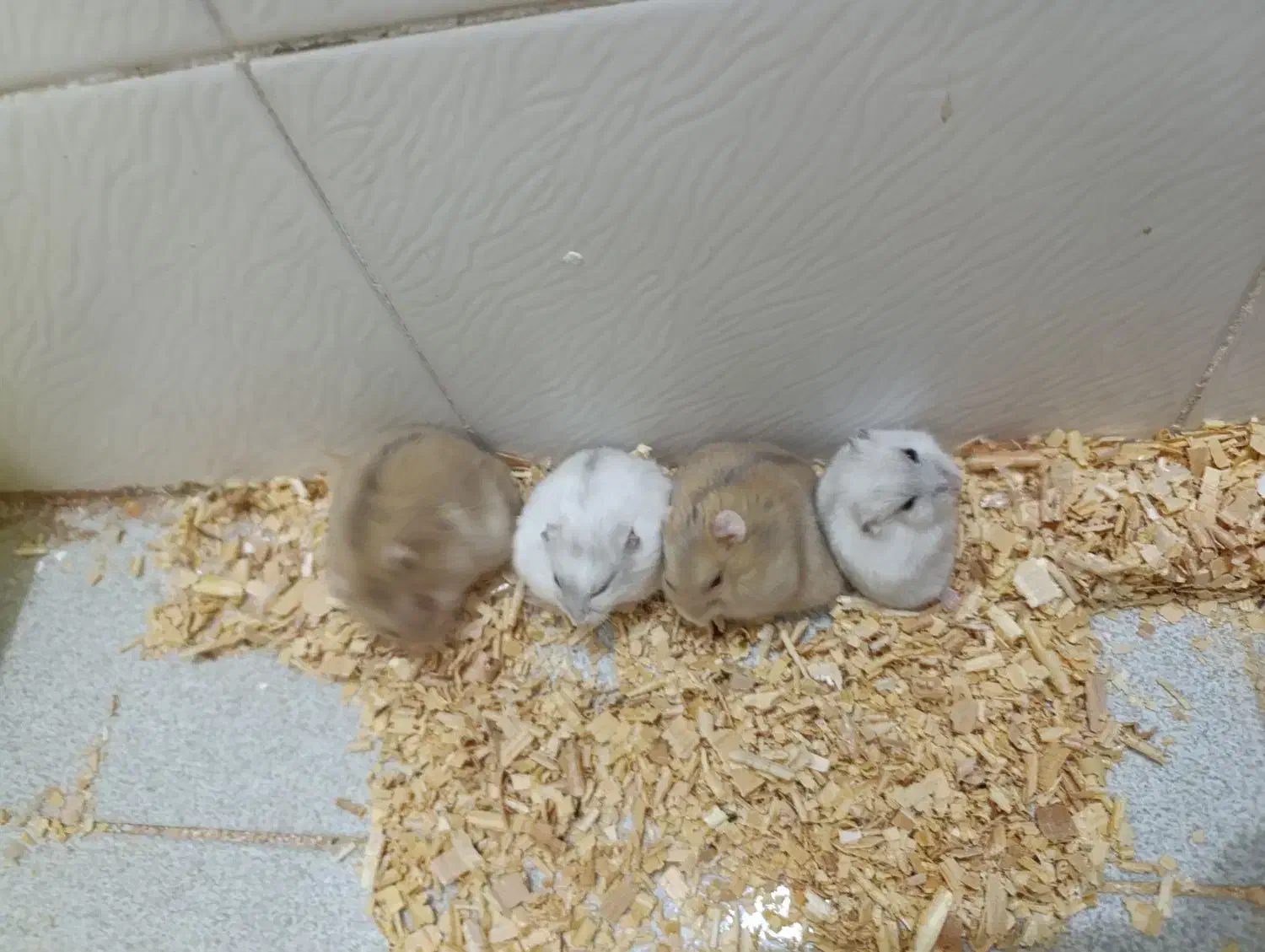 همستر نروماده|موش و خرگوش|قم, چهار امامزاده|دیوار