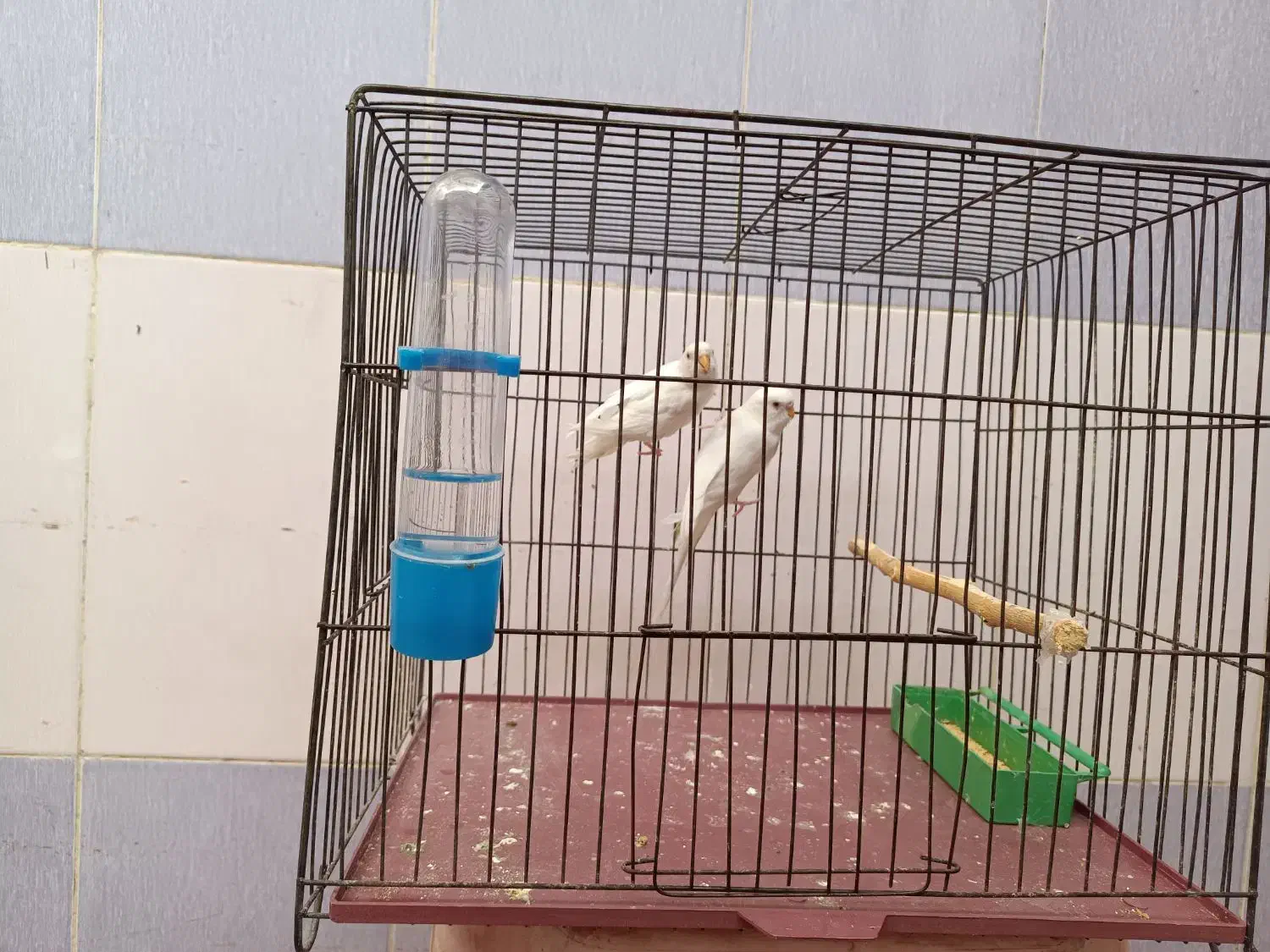 یک جفت مرغ عشق|پرنده|گتوند, |دیوار