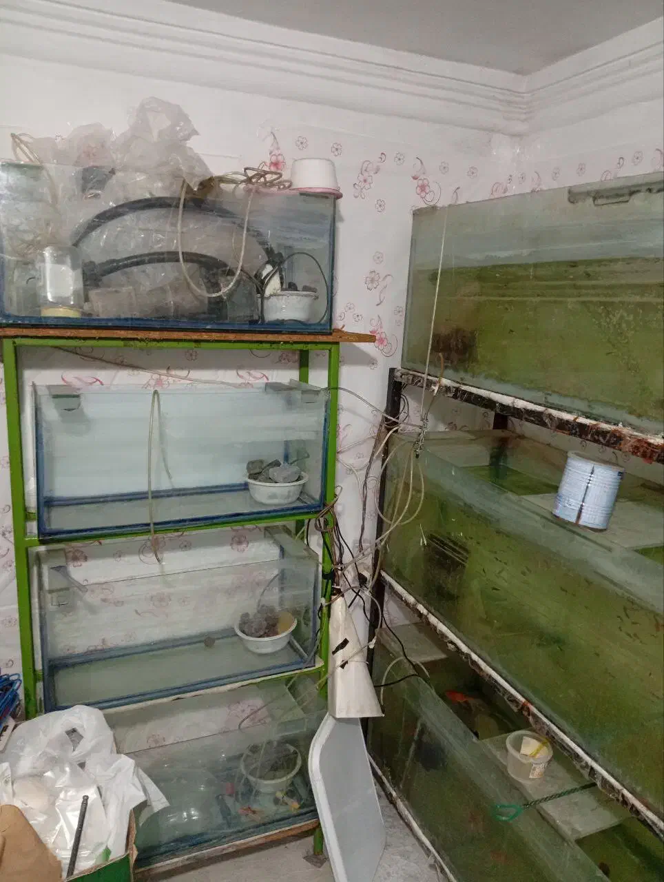 اکواریوم سالنی|ماهی|رشت, لاکان|دیوار