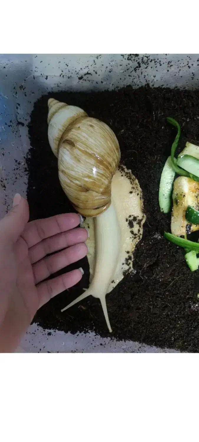 حلزون|خزنده|قم, نوقطار|دیوار