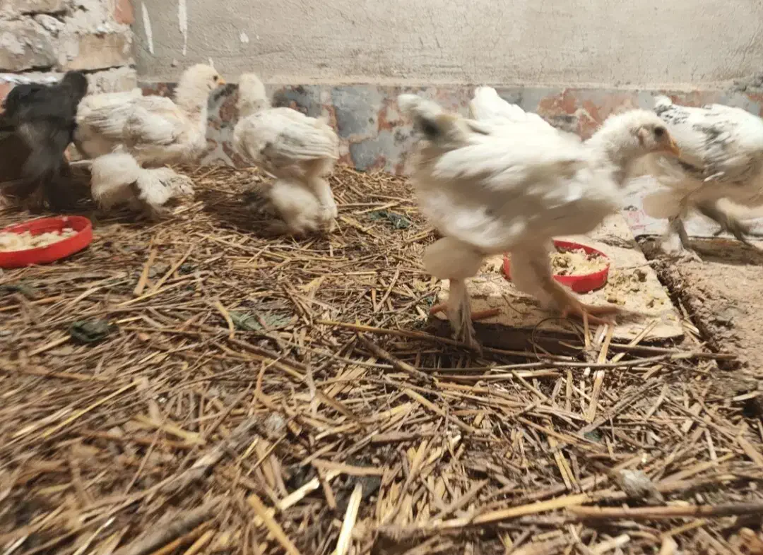 جوجه برهما|حیوانات مزرعه|مرند, |دیوار