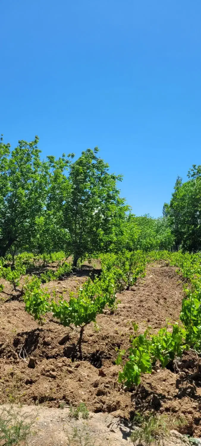 باغ انگور|فروش زمین و ملک کلنگی|ضیاء آباد, |دیوار