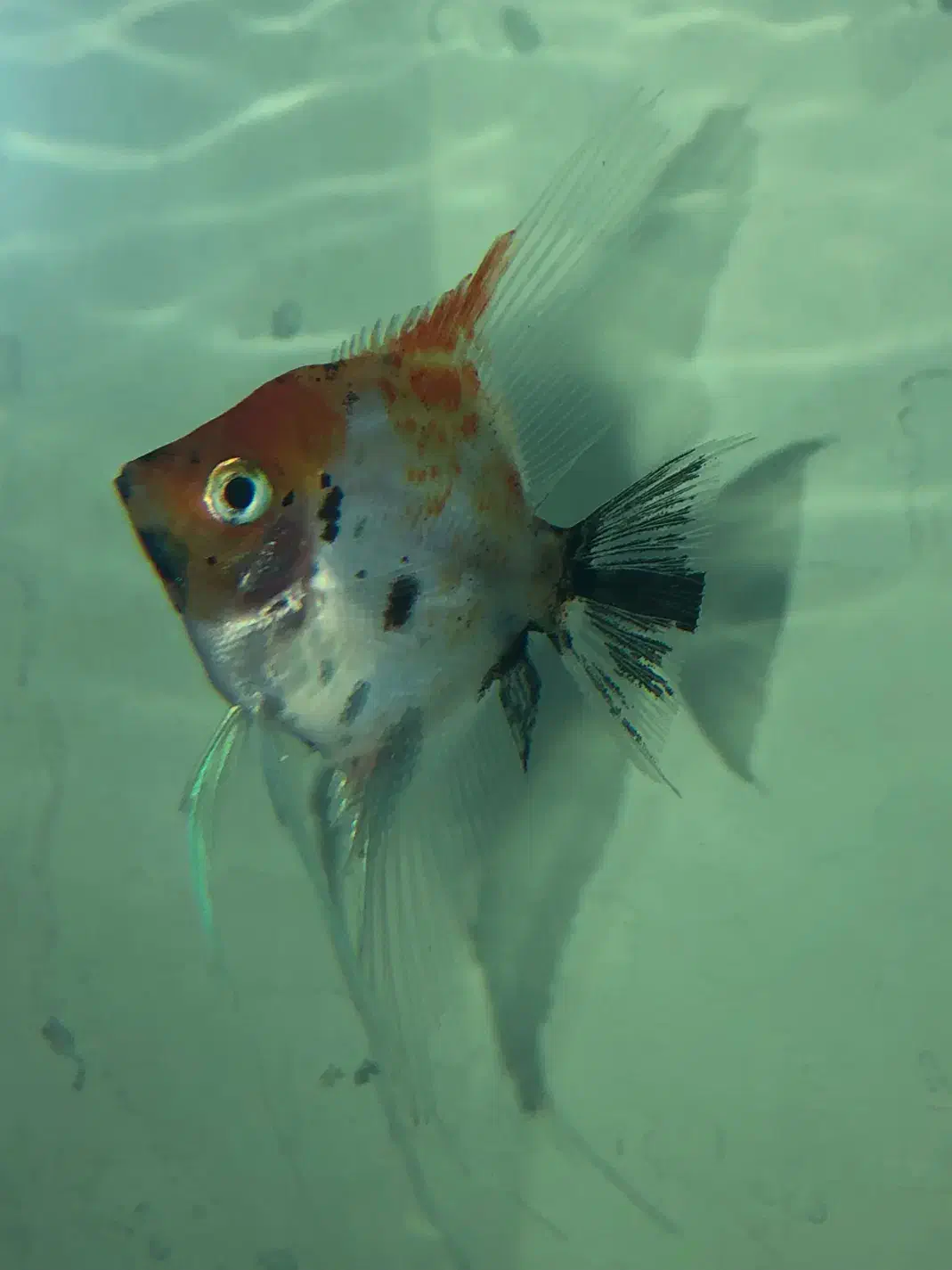 ماهی انجل نر|ماهی|بجنورد, |دیوار